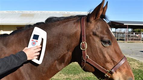 equine rfid chip and reader|equine identification microchip.